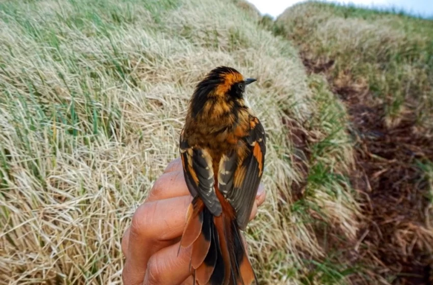  Científicos chilenos descubren nueva especie de ave terrestre que vive en el Parque Marino Islas Diego Ramírez-Paso Drake